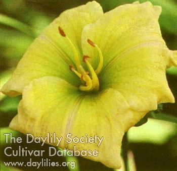 Daylily Lustrous Jade